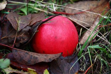 Late autumn. On a grass among brown fallen leaves bright red apple lies.