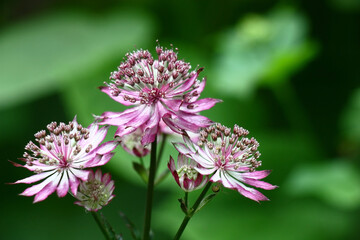 Astrantia inflorescence with original pink flowers close up on a dark background.