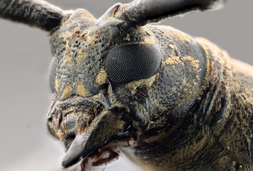 close up of a longhorn beetle