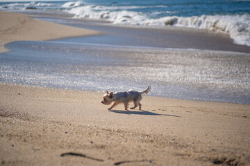 Happy Yorkshire Terrier dog, running along shoreline of sandy beach with waves in background. Shallow depth of field.