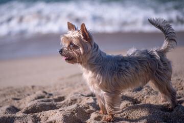 Yorkshire Terrier dog portrait, standing on beach looking straight forward. Shallow depth of field.