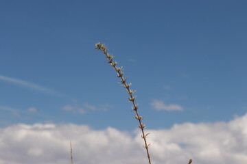 grass against sky