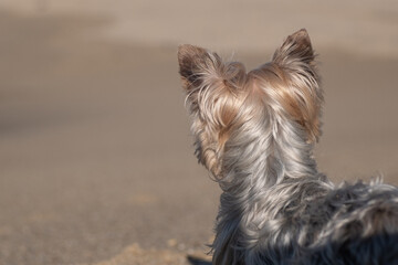 Small Yorkshire Terrier dog on beach from behind, looking away from camera. Back of head with ears pricked up.