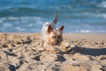 Cute Yorkshire Terrier dog running on beach with ocean in background. Shallow depth of field.
