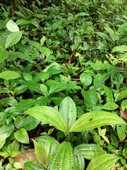green leaves in the garden