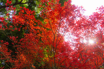 Hubei Wuhan East Lake Scenic Area Late Autumn Aerial Photography Scenery