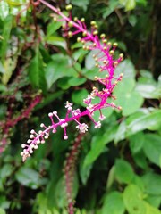 flowers in the garden