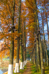 Fototapeta premium Hubei Wuhan East Lake Scenic Area Late Autumn Aerial Photography Scenery