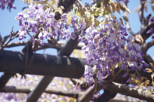 330 Best ふじの花 Images Stock Photos Vectors Adobe Stock 330 Best ふじの花 Images Stock Photos Vectors Adobe Stock