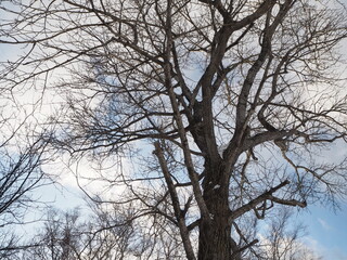 Fototapeta na wymiar 寂し気な冬枯れの木と空