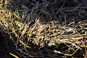 A selective focus shot of hay touched by rays of sunshine