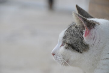 猫の視線