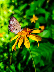 butterfly on flower