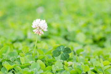 風に揺れる四つ葉のクローバー Wall Mural Wallpaper Murals Imacoconut