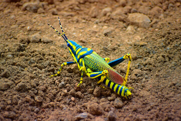 Indian Painted Grasshopper on the ground