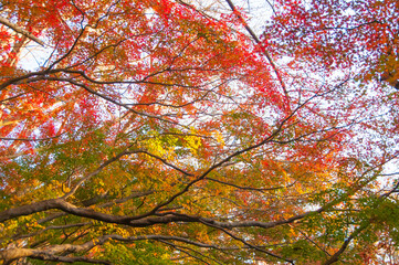 紅葉