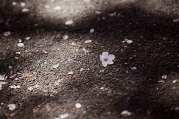 落ちた桜