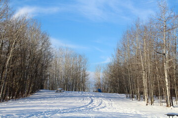 Snowy Land, Elk Island National Park, Alberta