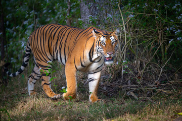 Tiger with backdrop of flowers