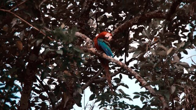 A crimson rosella perching on a branch of a tree
