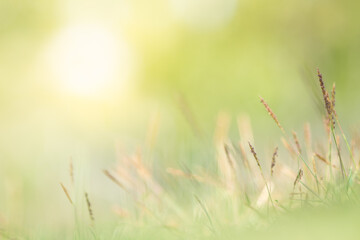 Nature of wild flower in garden using as cover page background natural flora wallpaper or template brochure landing page design