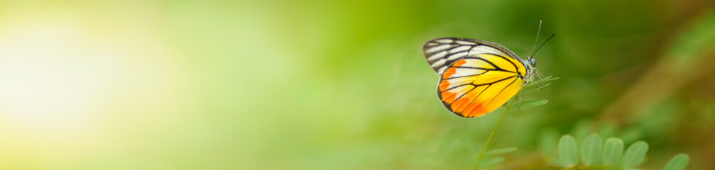 Nature of butterfly and flower in garden using as background butterflies day cover page or banner template brochure landing page wallpaper design