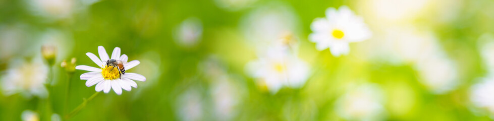 Nature of flower and bee in garden using as cover page background natural flora wallpaper or template brochure landing page design