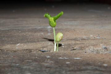 A young seedling emerged from the crack in the cement road. Power of nature