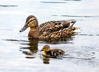 Mallard duck with duckling close-up on the surface of the pond in summer