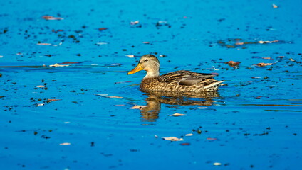 Mallard duck on the surface of a pond with fallen leaves in autumn