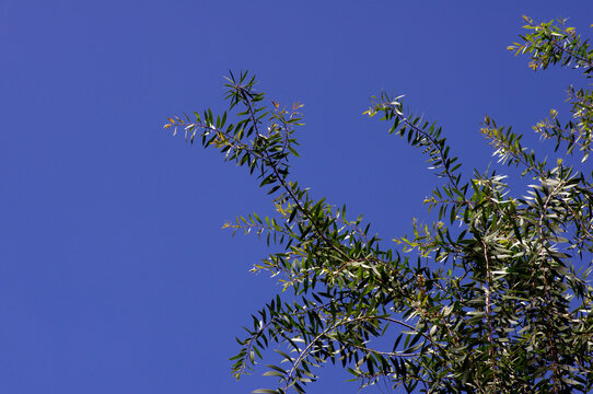 Melaleuca cajuputi plants, commonly known as cajuput with blue sky background