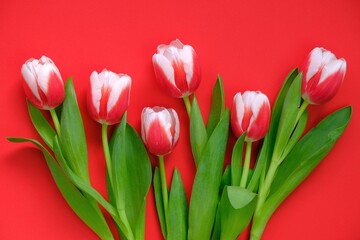 tulips flowers.red-white tulips on a bright red background.spring flowers background.Flower card. Blank postcard.copy space. International Women's Day, Mother's Day.