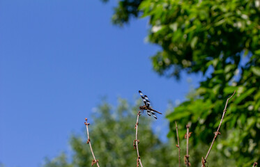 Close up view of a black and white winged dragonfly perched on top of a bare shrub branch with green foliage and blue sky background