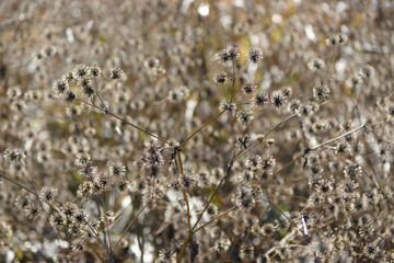 withered wild grass