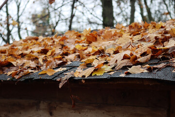 Close-up of many yellow leaves on a Hut roof in the forest