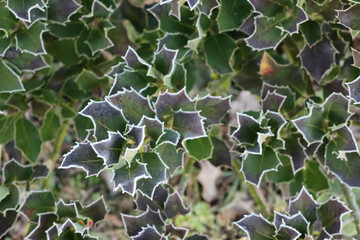 
Holly bush covered with frost in the garden on winter Ilex cornuta bush on selective focus