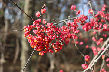 Euonymus europaeus tree with pink and orange fruits on branch also called Spindle tree or Winter creeper on winter season