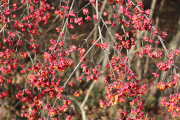 Euonymus europaeus tree with pink and orange fruits on branch also called Spindle tree or Winter...