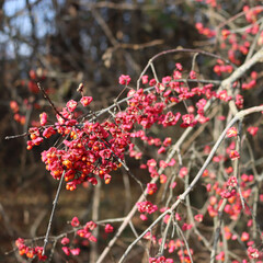 Euonymus europaeus tree with pink and orange fruits on branch also called Spindle tree or Winter creeper on winter season