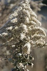 withered wild flower