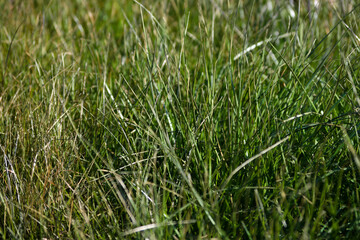 green grass texture