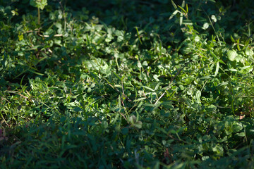 green grass in winter