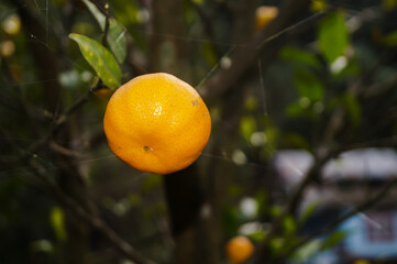 Oranges at Sittong Village, Darjeeling #darjeelingoranges