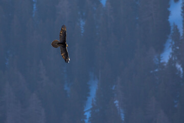 Bartgeier (Gypaetus barbatus) in seinem Revier