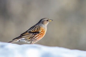 Alpenbraunelle (Prunella collaris)