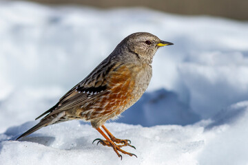 Alpenbraunelle (Prunella collaris)