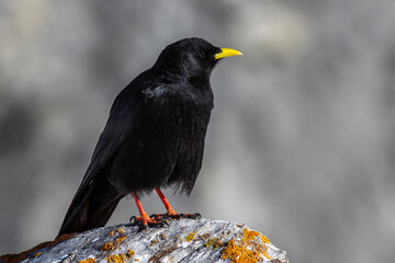 Alpendohle (Pyrrhocorax graculus)
