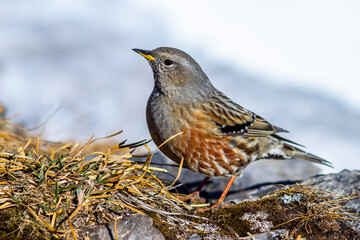 Alpenbraunelle (Prunella collaris)