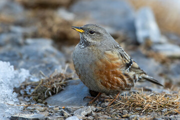 Alpenbraunelle (Prunella collaris)