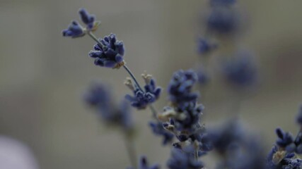 Beautiful blue lavender flowers - periwinkle lavenders
